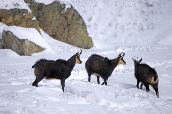 Three Alpine chamois (Rupicapra rupicapra) males, bucks on snow covered mountain slope during the