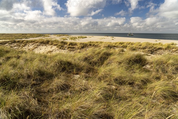 Dune landscape on the coast of Ellenbogen near List, island of Sylt, district of North Friesland,