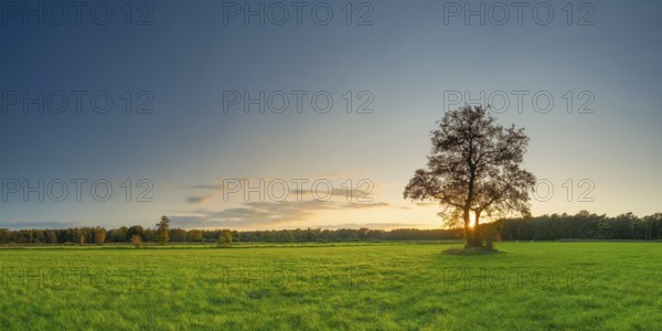 View of a tree standing alone in a meadow in the sunset, autumn, tree, willow, meadow, backlight,