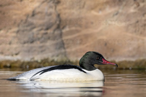 Goosander (Mergus merganser), male, swimming at the water's edge, captive, Alpine Zoo, Innsbruck,