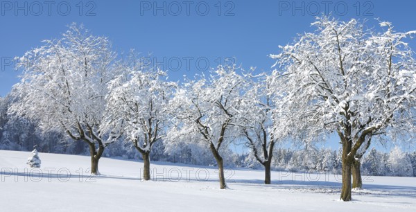 Row of trees covered in deep snow against a blue sky, Horben, Lindenberg, Freiamt, Canton Aargau,