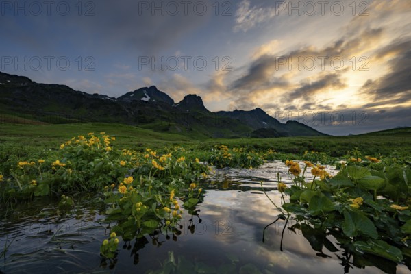 Summit in the morning light with dramatic clouds and marsh marigolds (Caltha) with stream in the