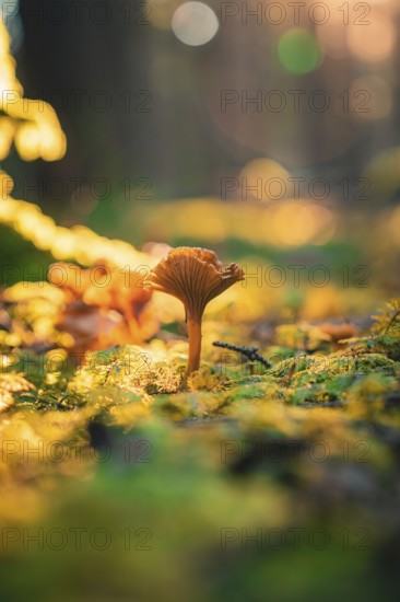 A single mushroom rises from a carpet of moss and earth, illuminated by golden sunlight,