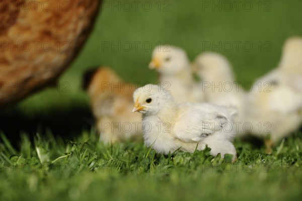 A brave chick explores the grass near the hen, domestic fowl (Gallus gallus domesticus), Franconia