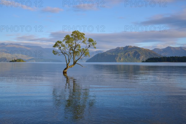 Tree in the lake with calm water and mountains in the background, peaceful atmosphere, summer, Lake