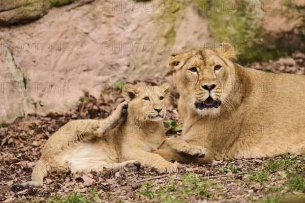 Asiatic lion (Panthera leo persica) female (mother) with her cub, captive