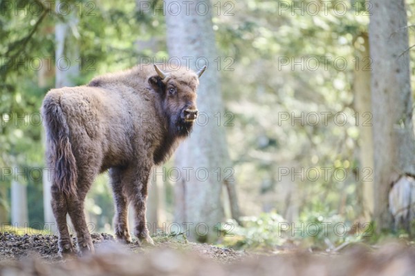 European bison (Bison bonasus) in a forest in spring, Bavarian Forest, Germany, Europe