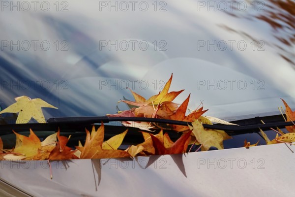 Leaves of the amber tree, car windscreen, October, Germany, Europe