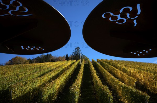 Panoramic terrace, sunshades, vineyard, vines, grapevines, viticulture, autumn colours, autumn,