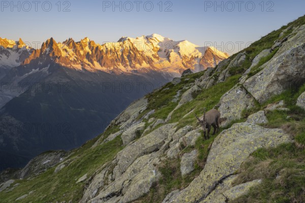 Alpine ibex (Capra ibex), adult male, in front of a mountain panorama at sunset, Grandes Jorasses