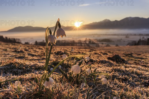 Flowers at sunrise, frost, fog, mountain landscape, spring, rays of sunshine, Marchberry (Leucojum