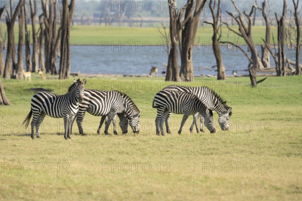 Zebras, Equus burchelli, grazing in front of the Kafue Lake. Kafue Lake, Kafue National Park,