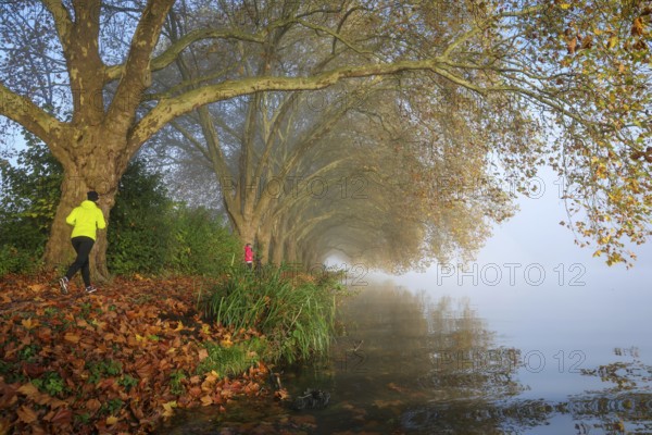 Essen, North Rhine-Westphalia, Germany, Golden autumn at Lake Baldeney. Cyclists and joggers in the