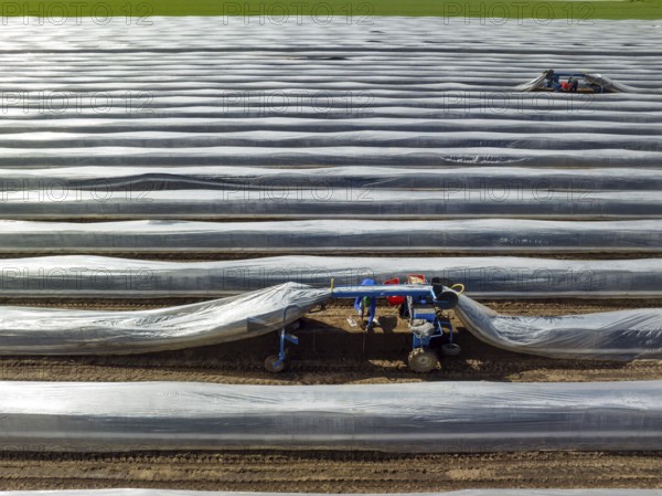 Wesel, North Rhine-Westphalia, Germany, Harvest workers from Eastern Europe harvest the first