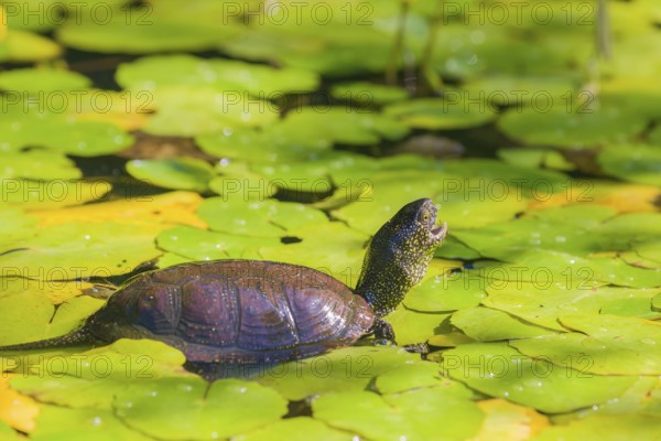 A European pond turtle (Emys orbicularis), makes its way through the leaves of Water Lilly covererd
