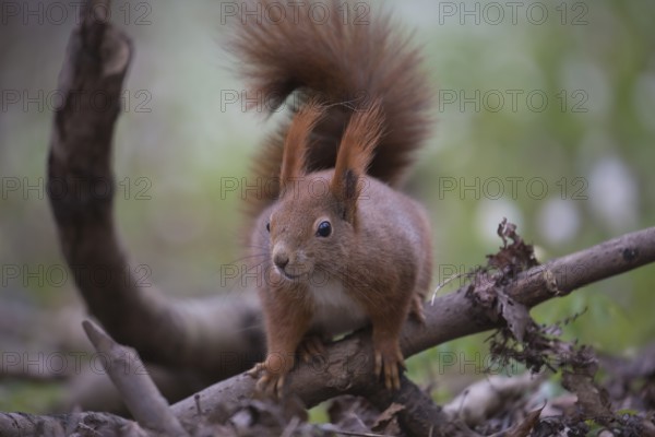 One Red squirrel or Eurasian red squirrel (Sciurus vulgaris) feeding on peanut. Trees in the