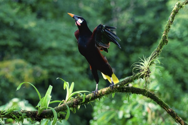 Montezuma Oropendola (Psarocolius Montezuma) taking off, Costa Rica, Central America