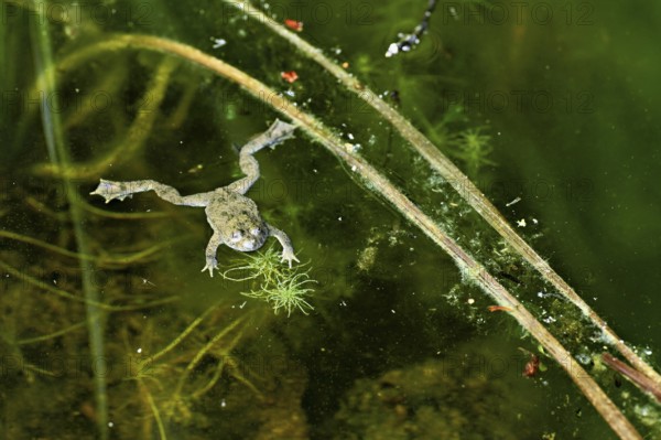 Yellow-bellied toad (Bombina variegata), in pond, Switzerland, Europe