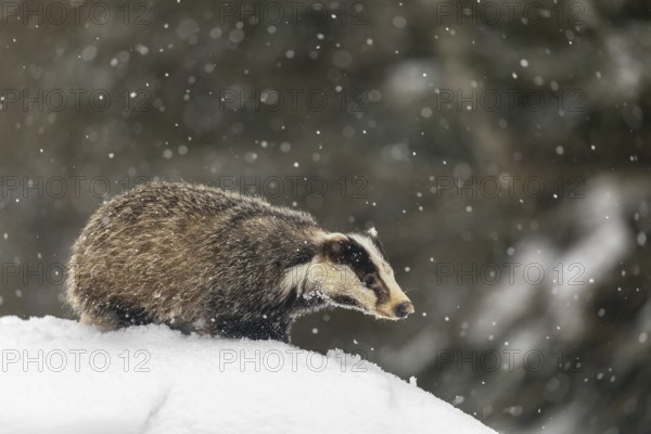One young European badger (Meles meles) walking through deep snow during snow fall