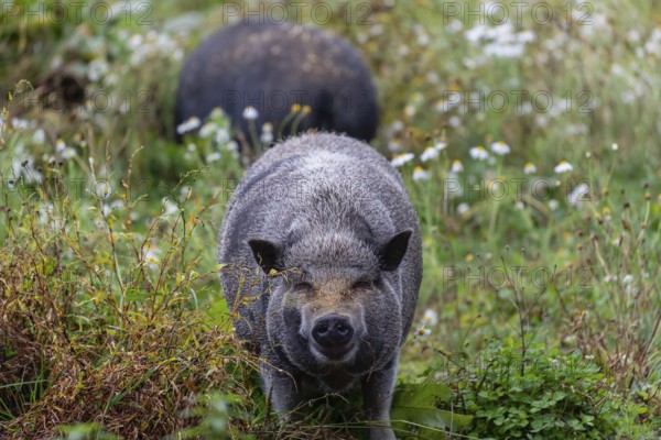 Two Minipigs, Sus scrofa domesticus, standing in a flowering meadow