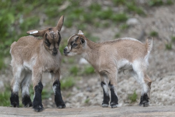 Two newborn Pygmy goat, Capra hircus, playing with each other on a log with some green grass in the