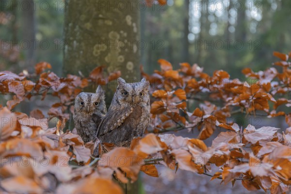 Two Eurasian scops owls (Otus scops)sitting on a twig of a beech tree, embedded in brown leafs