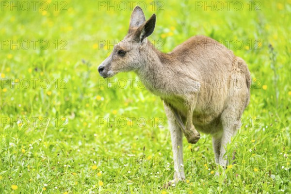 Eastern grey kangaroo (Macropus giganteus) on a meadow, Bavaria, Germany, Europe