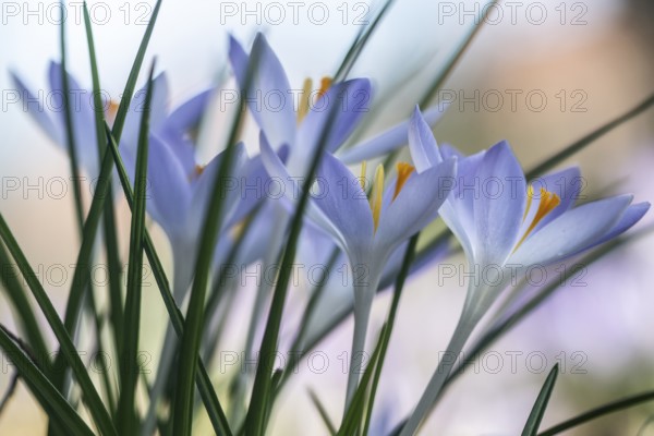 Elf crocus (Crocus tommasinianus), Emsland, Lower Saxony, Germany, Europe