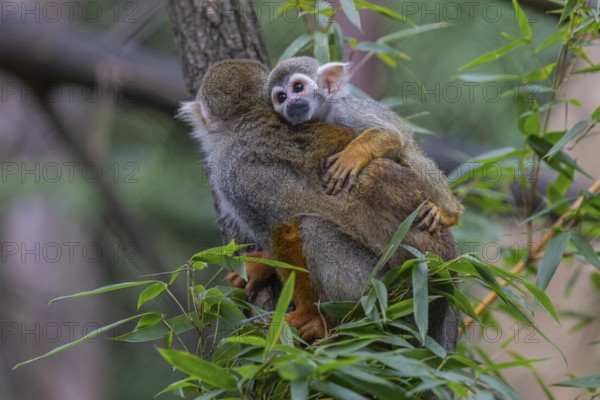 One female Central American squirrel monkey, Saimiri oerstedii, carrying her baby. Green vegetation