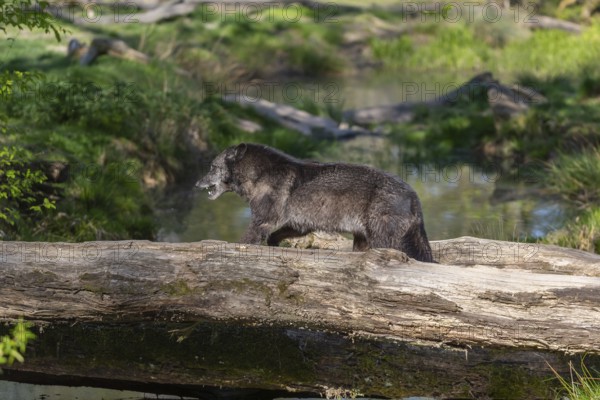 One Timberwolf, Canis lupus lycaon, walking over a fallen tree to cross a creek. Trees, creek and