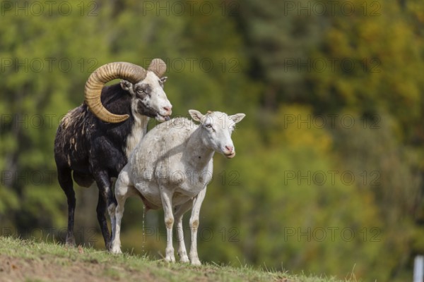 One male snow sheep (Ovis nivicola), or Siberian bighorn sheep checks the readiness of a goat to