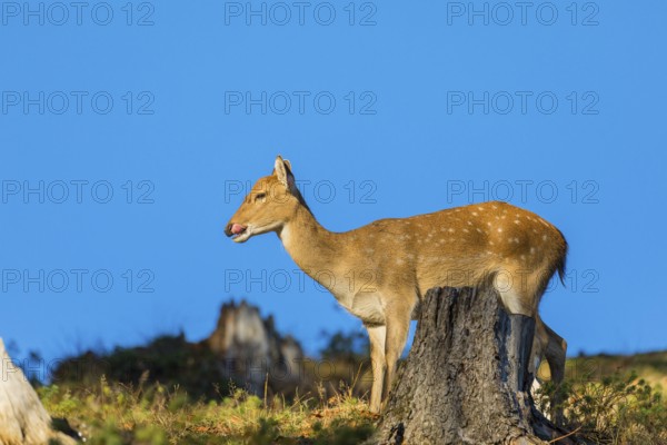 One female Manchurian sika deer or Dybowski's sika deer (Cervus nippon mantchuricus or Cervus