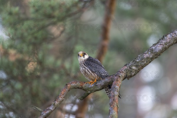 One female red-footed falcon (Falco vespertinus) sitting on a twig of a tree in a forest. Green