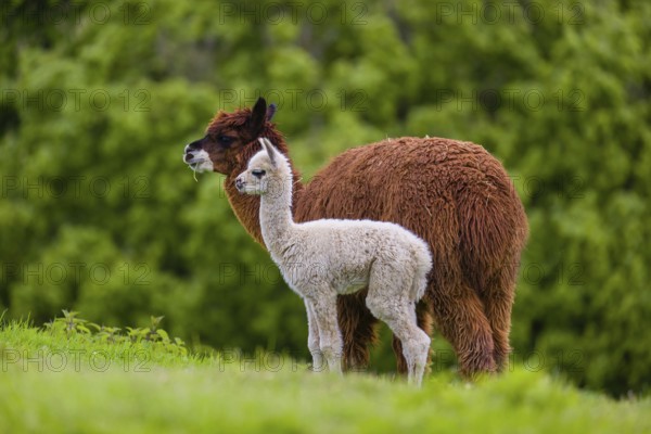 One brown female Alpaca (Vicugna pacos) stands with her young on a fresh green meadow . A green