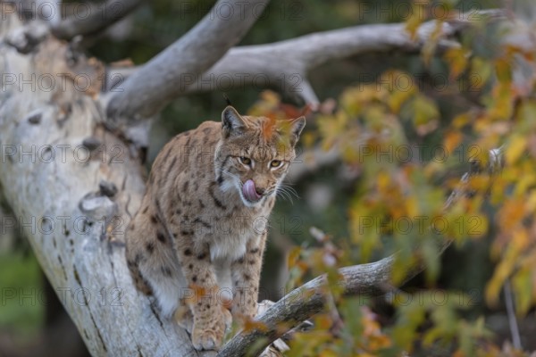 One Eurasian lynx, (Lynx lynx), sitting on a fallen tree, grooming himself. Frontal view with fall