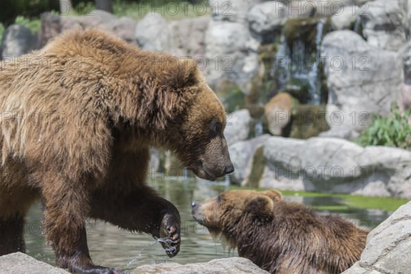 Two Kamchatka brown bear (Ursus arctos piscator), bathing in a pond with a small cascade in the