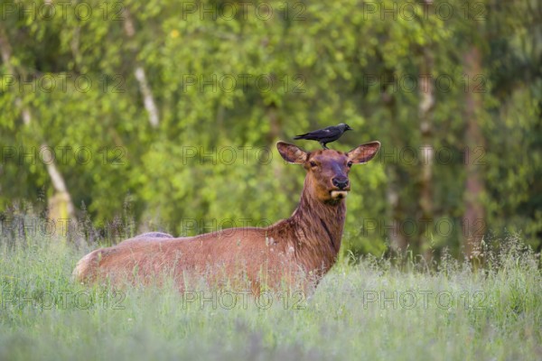 A female wapiti (Cervus canadensis) rests in a green meadow in the early morning. A western jackdaw