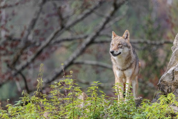 A female grey wolf (Canis lupus lupus) stands on a lying tree trunk in next to a rock on the top of