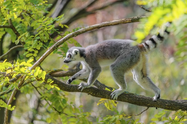 A ring-tailed lemur (Lemur catta) climbs high up in a tree on a branch surrounded by fresh green