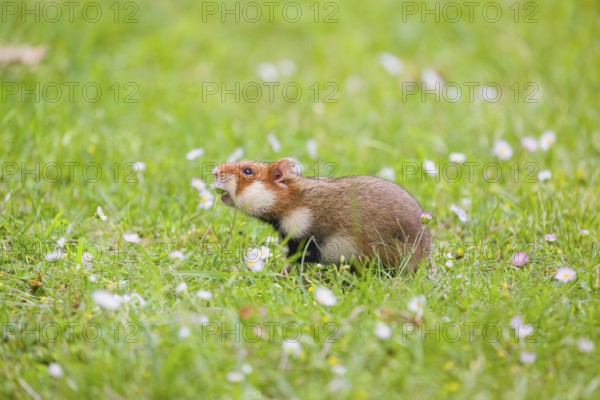 A European hamster (Cricetus cricetus), Eurasian hamster, black-bellied hamster or common hamster,
