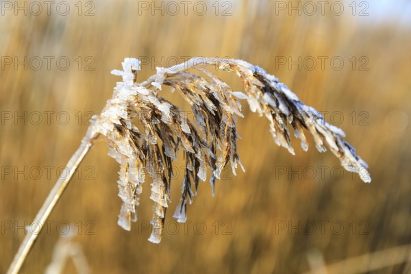 Hoarfrost on the panicle of the reed (Phragmites australis), Norderney, Lower Saxony, Germany,