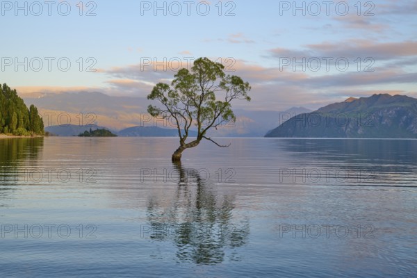 A tree protrudes from a lake, with its reflection and surrounded by mountains, Summer, Lake Wanaka,