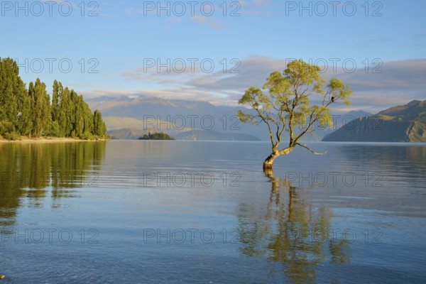 A tree in clear water, surrounded by mountains and sunshine, summer, Lake Wanaka, Wanaka, Otago,