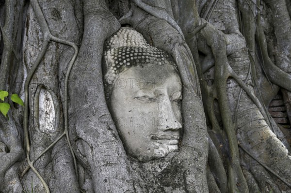 Sandstone Buddha head at the foot of a Bodhi tree in Wat Mahathat, Temple of the Great and Holy