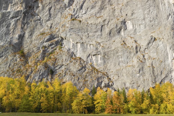 Gößler Wand in autumn. It is a rockwall of 180 m height between the lakes Toplitzsee and Grundlsee.