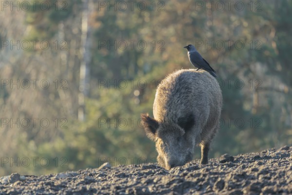 A jackdaw (Coloeus monedula) sits on the back of a wild boar (Sus scrofa)