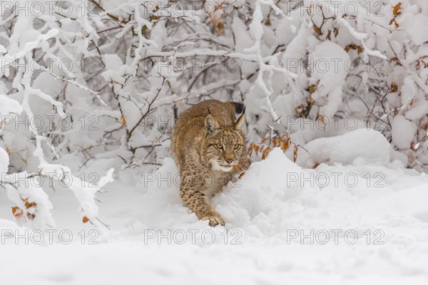One young male Eurasian lynx, (Lynx lynx), walking through deep snow covered undergrowth in a