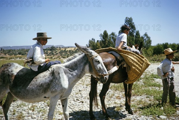 Boys riding donkeys in the countryside near Arcos de la Frontera, province of Cádiz, Spain 1964
