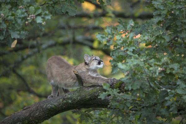 One young cougar, Puma concolor, standing and stretching himself on a big branch high up in an oak