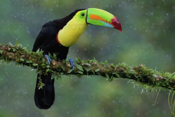 Keel-billed toucan (Ramphastos sulfuratus), sitting on a branch, Costa Rica, Central America
